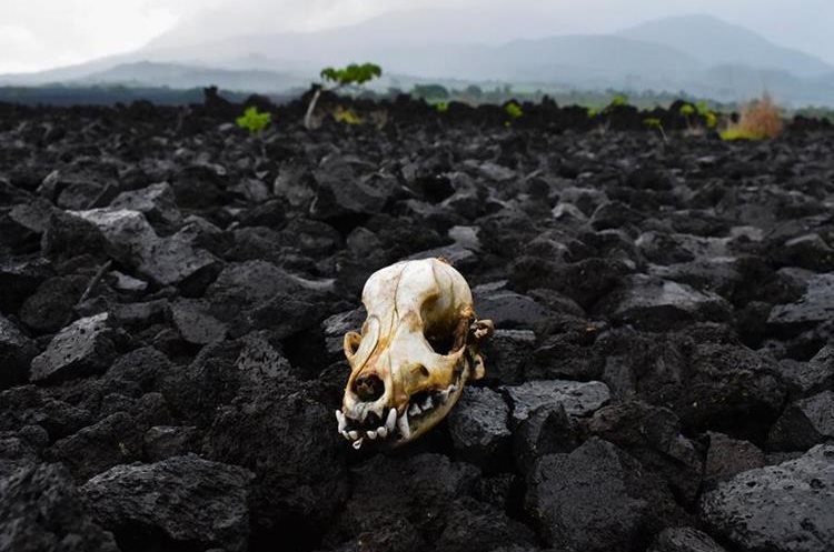 Un cráneo visto entre piedras volcánicas tras la erupción del volcán San Salvador. (AFP).