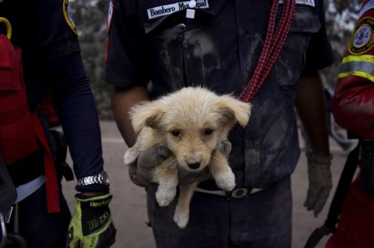 Varios animales domésticos y mascotas han sido rescatadas en San Miguel Los Lotes. (Foto Prensa Libre: AFP)