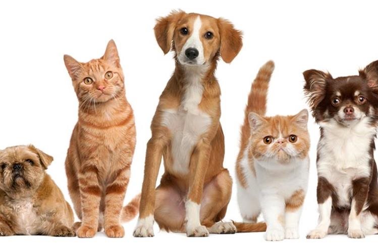 Las mascotas permiten a las personas mejorar su calidad de vida. (Foto Prensa Libre: HemerotecaPL)