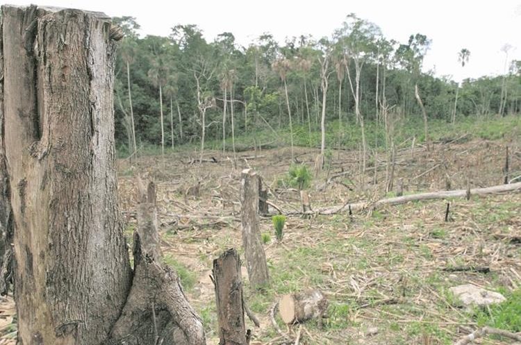 Ruta Carmelita: varios terrenos que pertenecen a la Reserva de la Biosfera Maya han sido presupuntamente invadidos o ilegalmente vendidos (Foto Prensa Libre: Hemeroteca PL).