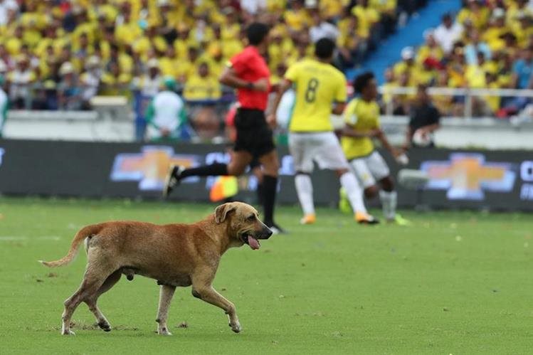 Resultado de imagen de perro colombia ante brasil