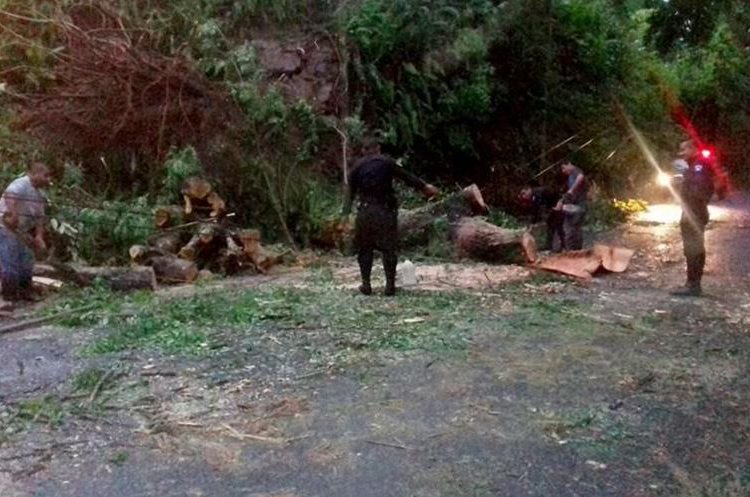 Las autoridades de Izabal también reportan la caída de varios árboles. (Foto Prensa Libre: Dony Stewart)