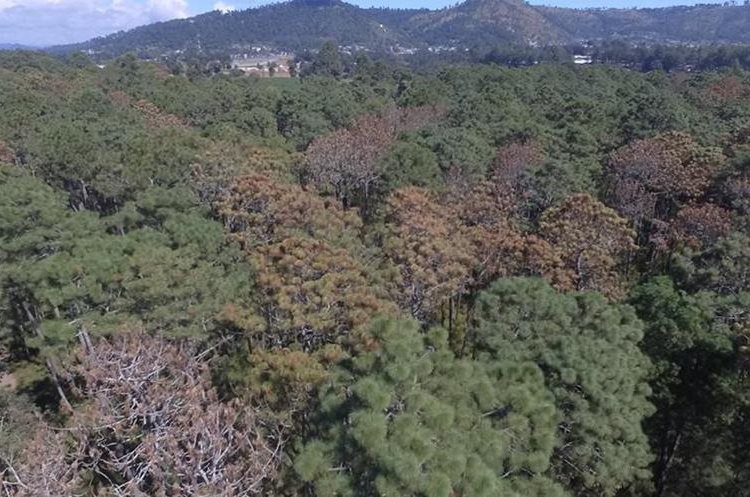 Varios árboles del parque Canajuyú, en la zona 16 capitalina, se han muerto debido a la plaga de gorgojo del pino. (Foto Prensa Libre: Cortesía)