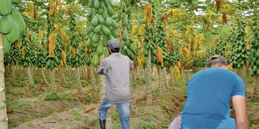 Precio del quintal de frijol aumenta Quintal diseño cerca
