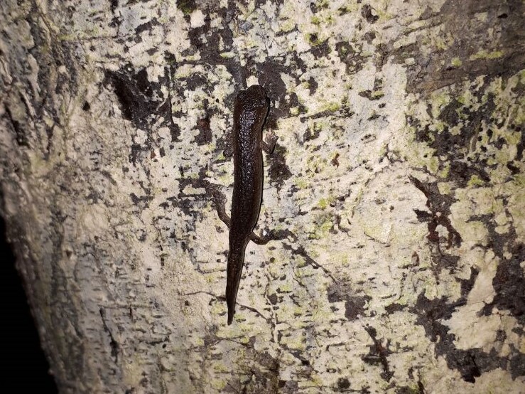 Salamandra Bolitoglossa kaqchiquelorum, vista en bosques de la Cordillera Alux. (Foto Prensa Libre: cortesía Carlos Vásquez)