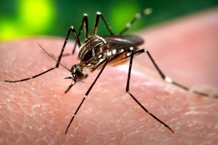 El virus del zika es transmitido por mosquitos del género Aedes, el mismo que porta la chikunguña y dengue.
