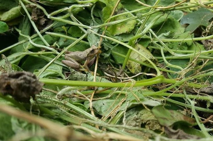 Rana Plectrohyla guatemalensis, vista por estudiantes de Agricultura en la finca San Rafael Las Hortensias, Santiago Sacatepéquez. (Foto Prensa Libre: Cortesía Pedro Miguel Mendizabal)