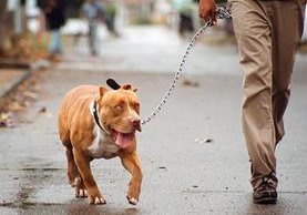 (Imagen de referencia). Los perros raza pitbull tienen algunas regulaciones para su crianza en ciertos países. (Foto Prensa Libre: Hemeroteca PL).