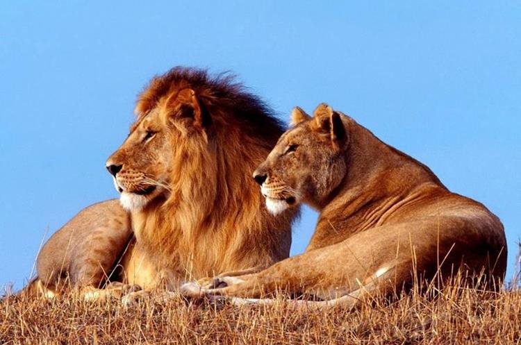 Queda reducido a poblaciones de leones dispersas por áfrica subsahariana.(AFP).