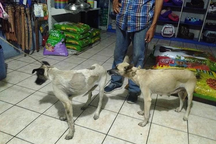 Dos perros que aÃºn fueron encontrados con vida fueron llevados a una veterinaria. (Foto Prensa Libre: Mario Morales)