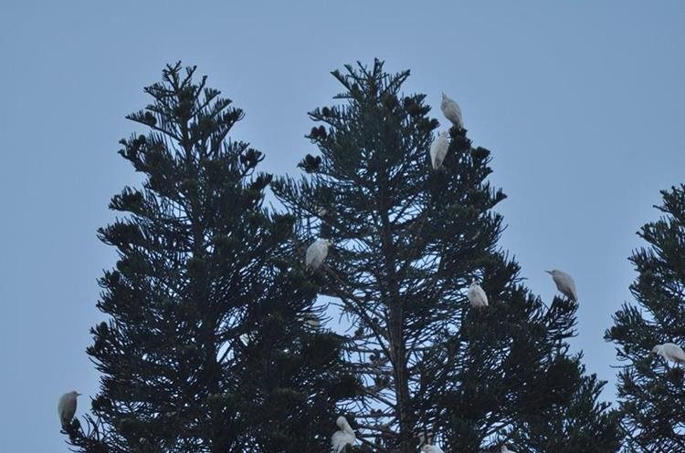 Garzas pernoctan en árboles del barrio La Morera, zona 1. (Foto: Cortesía Gerberth Reyes)