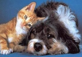 La salud de perros y gatos se beneficia al esterilizarlos. 