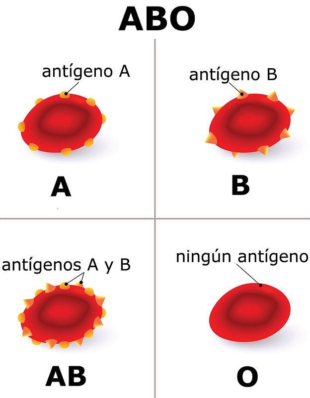 ¿por Qué Tenemos Distintos Tipos De Sangreemk 4211