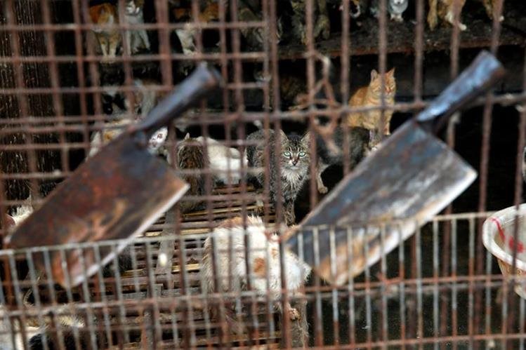 La Policía china evita que 500 gatos acaben siendo parte del menú