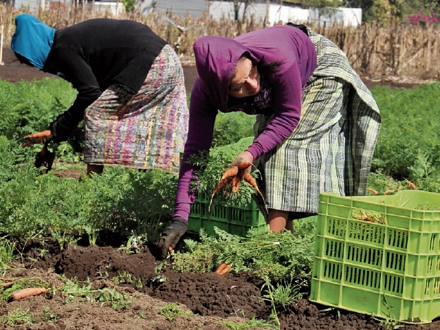  El cultivo de zanahoria es una de las labores que ocupa a   mujeres  de Chimaltenango. (Foto Prensa Libre: José Rosales)