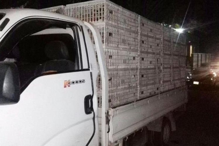 Gallinas incautadas eran trasladadas de forma irregular en un camión, en Chiquimula. (Foto Prensa Libre: Mario Morales)