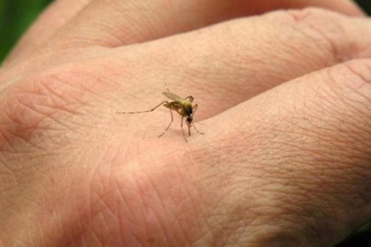 The Aedes Aegypti and Aedes albopictus mosquito is transmitting Dengue, Chikugunya and Zika virus.