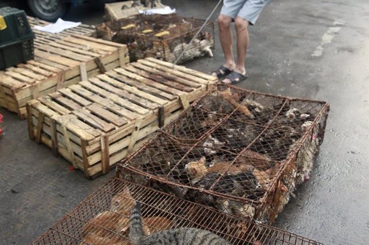 La Policía china evita que 500 gatos acaben siendo parte del menú