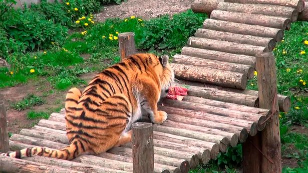 Un tigre ataca a una empleada del zoo de Kaliningrado Un tigre ataca a una empleada del zoo de Kaliningrado