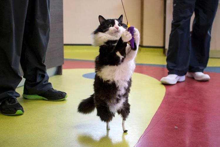El gato Pooh perdió las dos patas traseras y se le colocaron patas biónicas. (AFP):