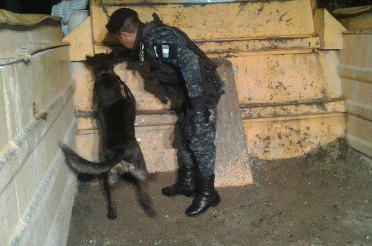 El agente canino “Sonja” y su guía durante el operativo antinarcótico. (Foto Prensa Libre: PNC)