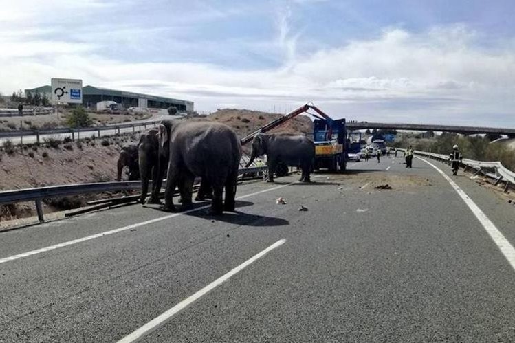 En autopista de España, vuelca tráiler con 5 elefantes