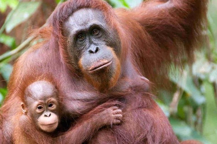 Alrededor del 40% de los mamíferos -entre ellos rinocerontes, orangutanes, gorilas y varios grandes felinos- sobreviven ahora en el 20%.(AFP).