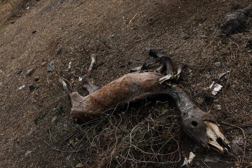 Los restos de un caballo muerto se ven en la orilla del río Lempa en Ocotepeque, 412 kilómetros al oeste de Tegucigalpa. (Foto Prensa Libre: AFP).