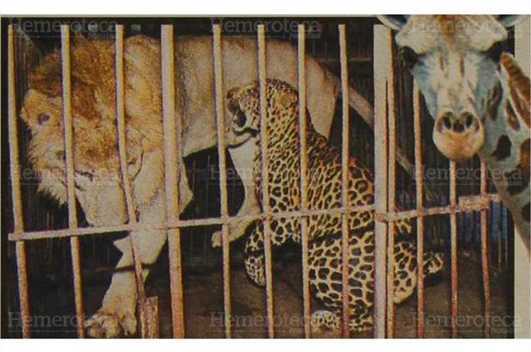 Animales salvajes despiertan emociones y aplausos de los espectadores, cuando son presentados por sus domadores 8/9/2001. (Foto: Hemeroteca PL)