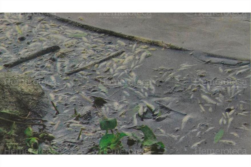 En la fotografía se observa la gran cantidad de peces muertos.(Foto: Hemeroteca PL)