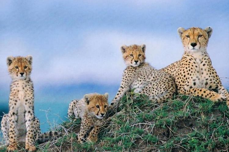 La especie de guapardos se encuentran en declive en el mundo. (AFP)
