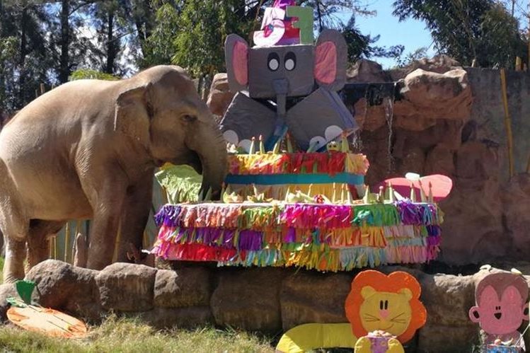 'Trompita', la elefanta, celebra 57 años con un pastel de frutas