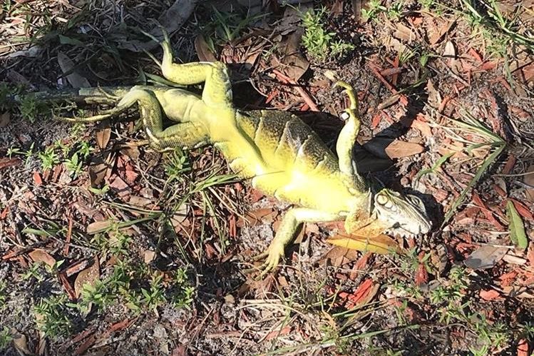 Ciclón bomba: Iguanas se congelan en Florida Ciclón bomba: Iguanas se congelan en Florida