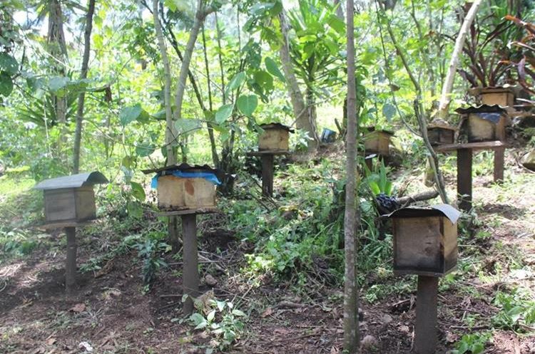 Apiario de Francisco Mendoza Coc, en la cuenca del Lago de Atitlán. Los enjambres están identificados por la raza de abejas. (Foto Prensa Libre: Ángel Julajuj)