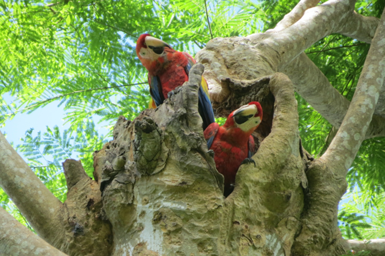 La guacamaya roja es conservada por medio de una iniciativa de WCS. En el país habrían unas 300. (Foto Prensa Libre: Hemeroteca PL)