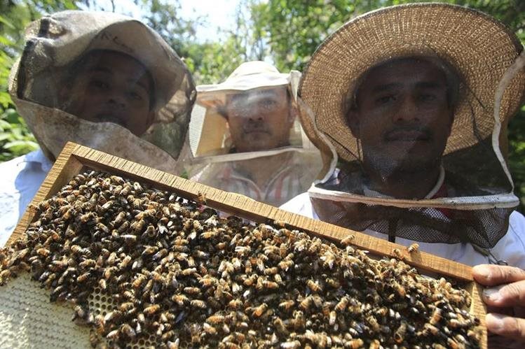 Otto Rosales Aldana —derecha—, productor de miel de Cuilapa, Santa Rosa, explica el proceso para la extracción de miel. Con su esposa, Glenda Ramírez, lleva una década en el cuidado de abejas. (Foto Prensa Libre: Carlos Hernández)