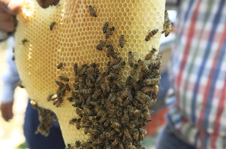 La abeja reina es la única hembra fértil del enjambre. Se encarga de poner dos mil huevos al día. Las abejas nacen 20 días después de fecundado el huevo y viven unos dos meses. (Foto Prensa Libre: Carlos Hernández)